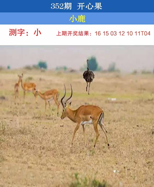 352期开心果[图]